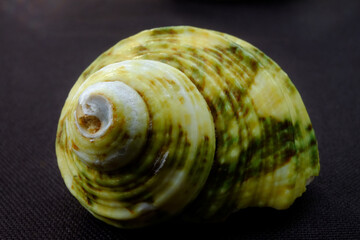 Conch shell closeup on black background