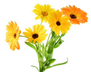 Calendula flowers close up isolated