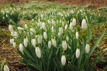 Snowdrops during winter
