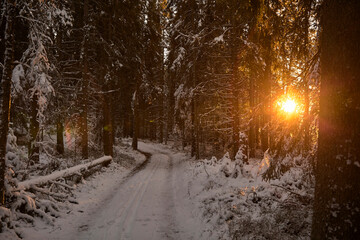 Winter wonderland footpath in a snowy forest at sunset