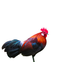 Red rooster standing one legged on white background, Chicken disable legged