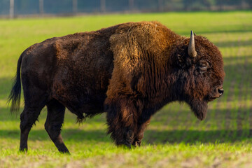 Gros bison dans la nature..