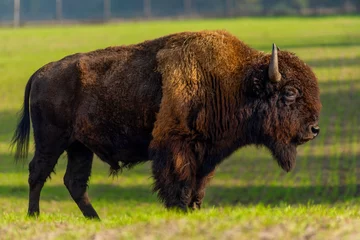 Deurstickers Grote bizon in de natuur.. © Ivan Nakonechnyy