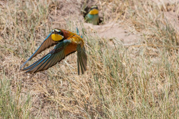 Gruccione in volo dopo aver lasciato il nido