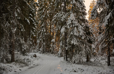 Winter wonderland footpath in a snowy forest at sunset