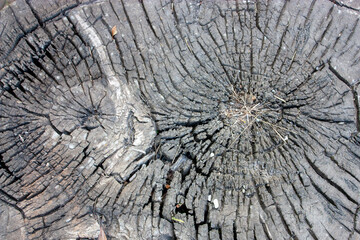 Saw cut of an old tree close up. Annual rings on a tree stump, top view. Cracks and damage on the cut of an old tree stump.