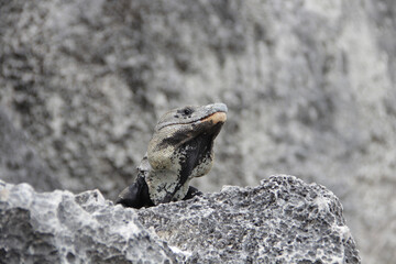 A gray iguana stands against a background of gray rocks. Wildlife theme. Mexico.