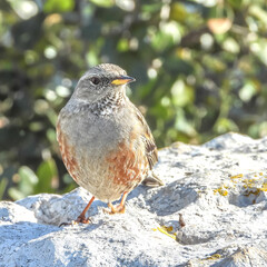 Petit oiseau passereau accenteur alpin