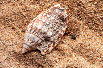 a beige seashell on sandy background