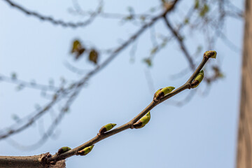 Closeup of new mulberry tree leaves sprouting from buds