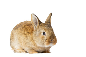 Obraz premium gray rabbit isolated on white background