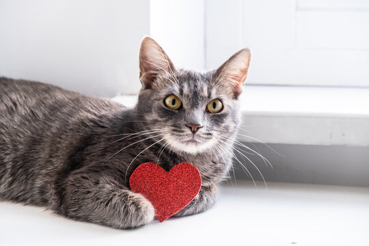 Gray cat with hold red heart with copy space. Symbol of love