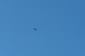 Hawk flying in the sky