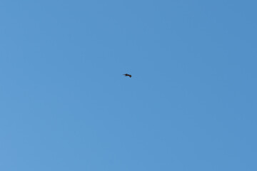 Hawk flying in the sky