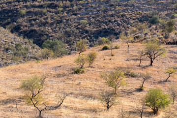 cultivation of almond trees in a mountain in southern Spain