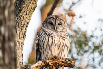 Barred Owl Winter Sunset 