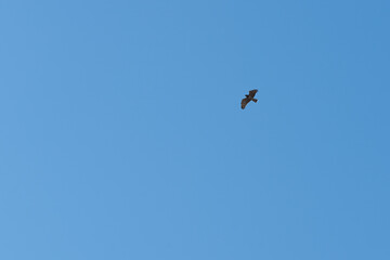 Hawk flying in the sky