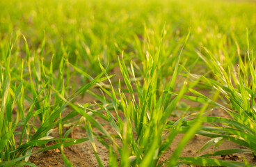Green juicy sprouts of winter cereals close-up in the rays of the setting sun. Cereals in an agricultural field.