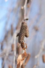 Common birch