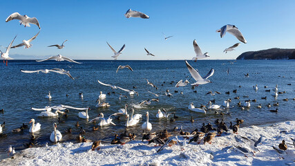 A bird mishmash. Wild birds on the seashore in winter.
