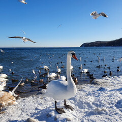 A bird mishmash. Wild birds on the seashore in winter.