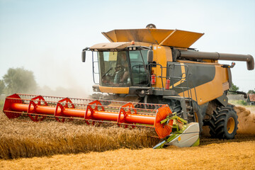 Rotary straw walker cut and threshes ripe wheat grain. Man in combine harvesters with grain header, wide chaff spreader reaping cereal ears. Gathering crop by agricultural machinery on field in summer
