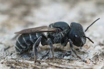 Close up of a femal blue mason bee, Osmia caerulescens