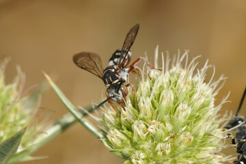 Closeup of a cleptoparasite bee , the black-thighed epeolus , Epeolus variegatus from Gard, France...