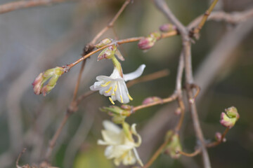 Winter flowering honeysuckle