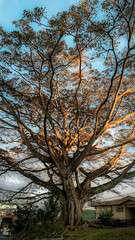 Sunset reflections in the tree