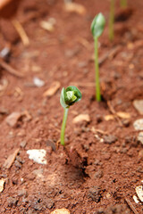 Soja Geminação Terra Vermeha