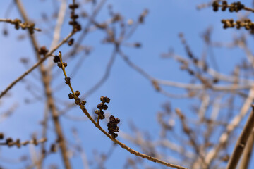 Narrow-leaved ash