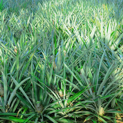 Obraz premium Pineapple tropical fruit growing in a farm