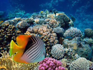 Naklejka na ściany i meble Beautiful Coloured Hard Coral Reef.
