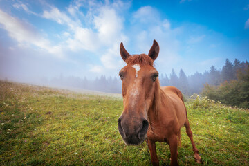 Naklejka na ściany i meble Close-up portrait of brown horse, standing on the summer mountain hills pasture. Beautiful foggy morning scenery.