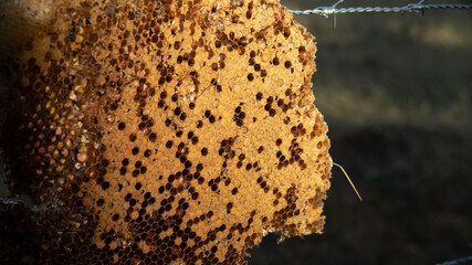 PANAL OF BEES IN STAGE OF INCUVATION OF THE LARVAE