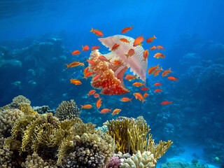 Beautiful Coloured Hard Coral Reef.