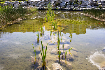 reeds in the water