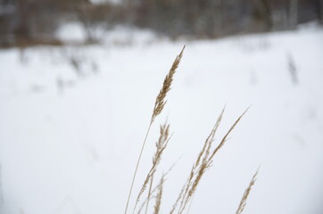 nature in winter in cloudy weather