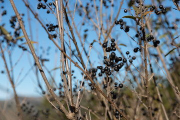 Food berry. Bird cherry a small cherry tree or wild bush, with bitter black fruits that are eaten by birds.