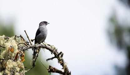 Pajaro