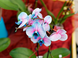 Close-up of beautiful vibrant pink orchid