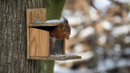 Squirrel in a squirrelfeeder to eat some sunflowers