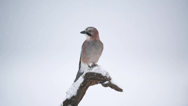 Eurasian jay bird ( Garrulus glandarius )