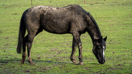 dirty horse after snow in the meadow