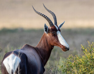 Bontebok in Bontebok National Park, Swellendam, South Africa