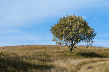 Autumn trees and beautiful clouds