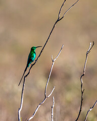 Malachite sunbird in Bontebok National Park, Swellendam, South Africa