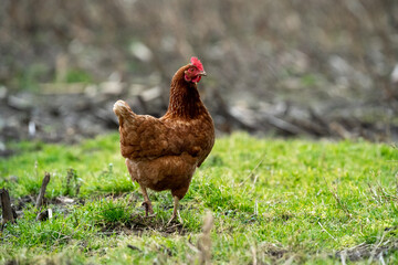 brown chicken hen in the grass