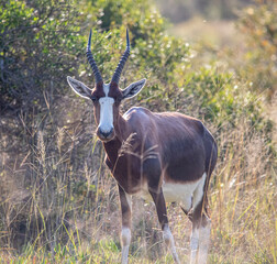 Naklejka na ściany i meble Bontebok in Bontebok National Park, Swellendam, South Africa
